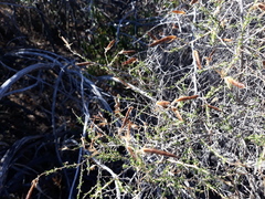 Adenocarpus telonensis