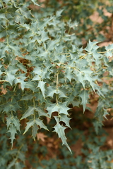 Berberis fremontii