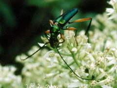 Philematium festivum