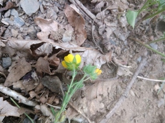 Potentilla adscharica