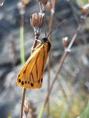 Setina aurita