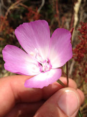Clarkia lewisii