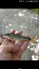 Nocomis leptocephalus