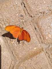 Dryas