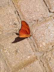 Dryas