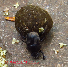 Scarabaeus laticollis