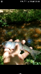 Nocomis leptocephalus