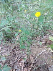 Potentilla adscharica