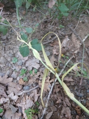 Tragopogon reticulatus