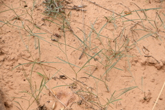 Astragalus ceramicus ceramicus