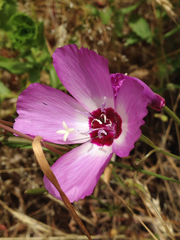 Clarkia lewisii