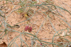 Astragalus ceramicus ceramicus