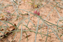 Astragalus ceramicus ceramicus