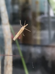 Agriphila tristella