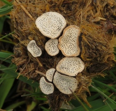 Poronia punctata
