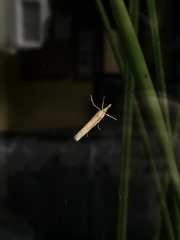 Agriphila tristella