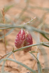 Astragalus ceramicus ceramicus