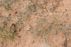 Astragalus ceramicus ceramicus