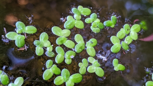 Lemna minor iNat (3)
