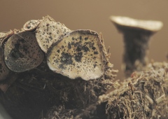Poronia punctata