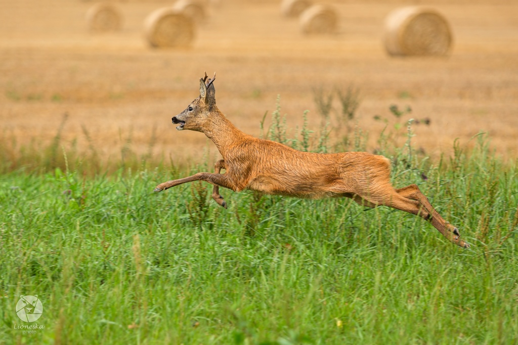 European Roe
