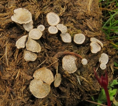 Poronia punctata