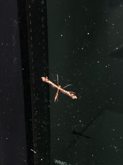 Amblyptilia acanthadactyla