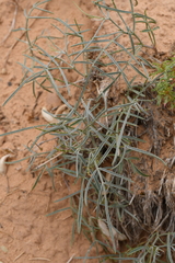 Astragalus ceramicus ceramicus