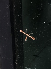 Amblyptilia acanthadactyla