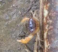 Gecarcinucus edwardsi