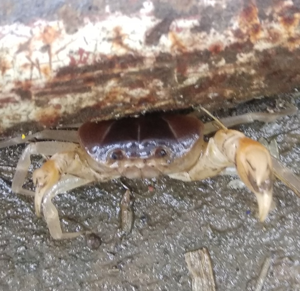 Gecarcinucus