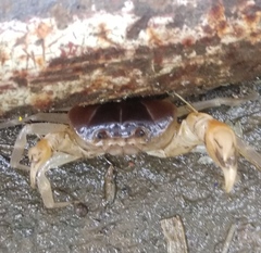 Gecarcinucus edwardsi