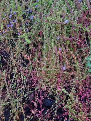 Aphanisma blitoides