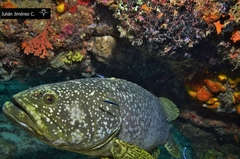 Epinephelus lanceolatus