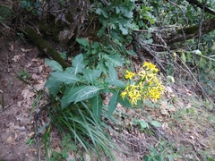 Senecio propinquus