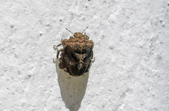 Cyrtocoris
