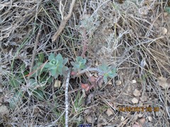 Euphorbia nicaeensis