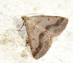 Digrammia subminiata