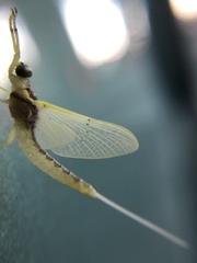 Pentagenia vittigera