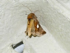 Autographa bractea