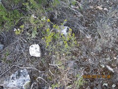 Cladonia foliacea