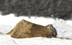 Plagiomimicus spumosum