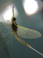 Pentagenia vittigera