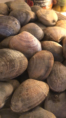 Ruditapes decussatus