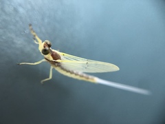 Pentagenia vittigera