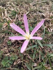 Colchicum montanum
