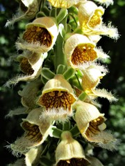 Digitalis ferruginea