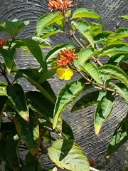 Pyrisitia dina westwoodi