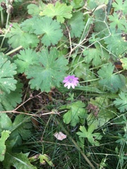 Geranium molle