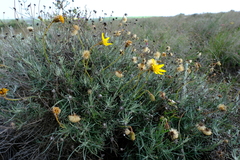 Heterolepis peduncularis